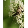 Pachytodes cerambyciformis (Schrank, 1781)